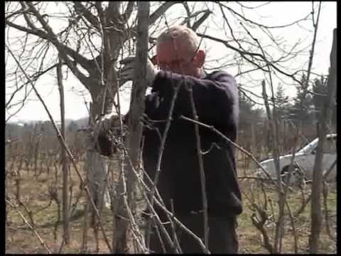 ვენახის სხლის პროცესი