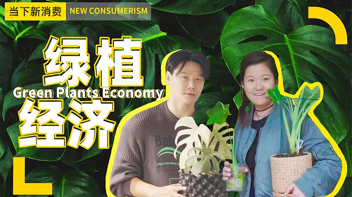 6w一片葉子，投入超百萬！養綠植的都這麼離譜了嗎？！丨當下頻道DXChannel丨當下新消費 NEW CONSUMERISM - 天天要聞