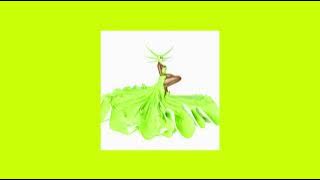 jelena karleuša - karma (speed up)