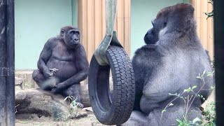 Little gorilla Kintaro escalates his mischief to his dad. Date taken: 2024.4.26