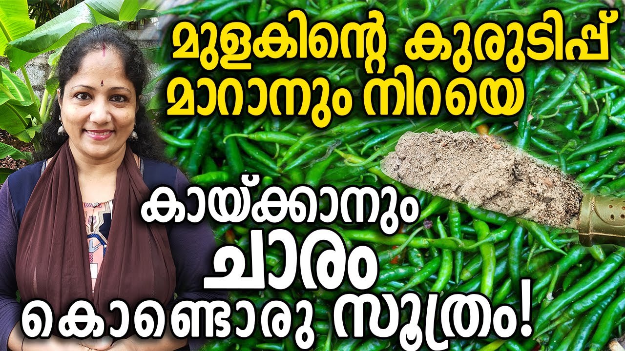 മുളകിന്റെ കുരുടിപ്പ് മാറാനും നിറയെ കായ്ക്കാനും ചാരം കൊണ്ടൊരു സൂത്രം! | Pacha mulaku krishi malayalam
