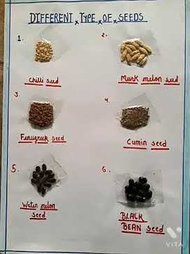 Different types of seed