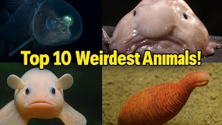 Top 10 Weirdest-Looking Animals You Won’t Believe Exist