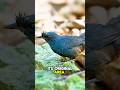 This Bird’s Home Is Disappearing Fast #AtlanticForest #HabitatLoss #BirdConservation #tailtalefacts