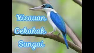 Suara Kicauan Cekakak Sungai Asli di Alam Liar