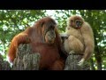 Orangutan loves gibbon baby  cincinnati zoo