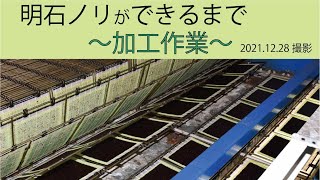 2021年12月28日撮影 明石ノリができるまで 加工作業（兵庫県明石市）