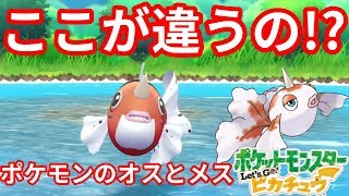 絶妙！？トサキントとアズマオウのオスとメス違いとは！？【ポケモンLet'sGO！ピカチュウ】