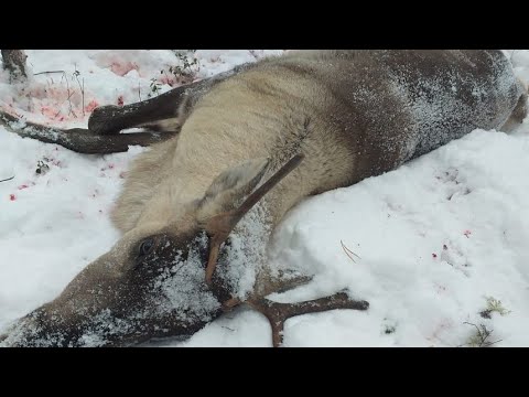 Видео: Тайга дала, тайга и забрала!