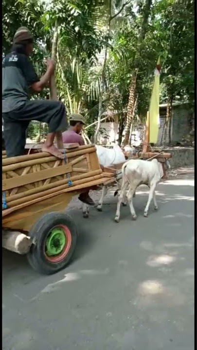 Gerobak Sapi Lucu #shorts