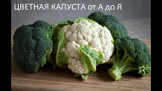 Цветная капуста  от А до Я