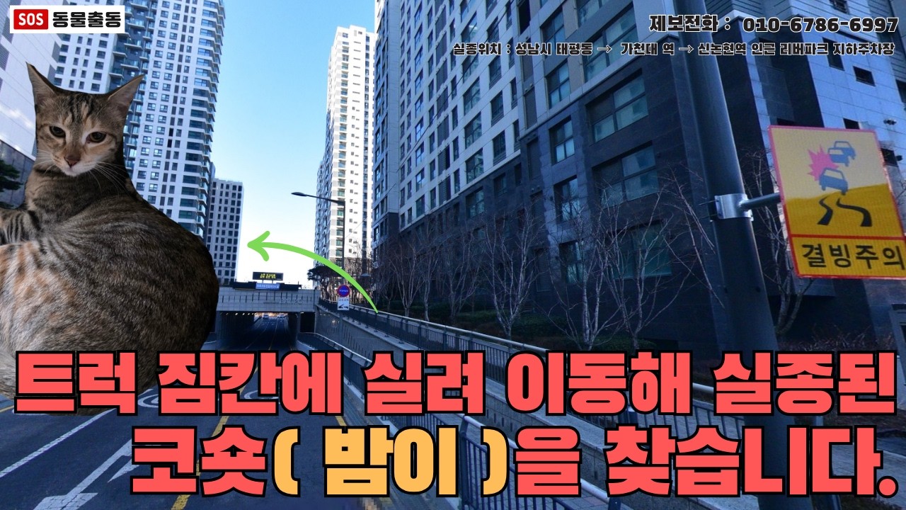 [성남고양이탐정]경기도 성남에서 잃어버린 코숏 고양이 밤이를 찾습니다. (경기도 성남 실종동물 방송)