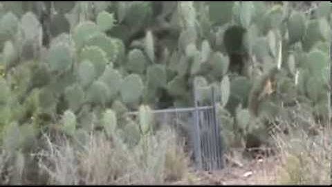 how to trap catch bobcats in cage trap, tip