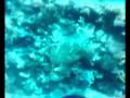 3rd Lost World 1 Wmv 3rd Lost World 1 Wmv