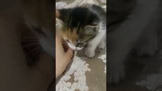 #cat #kitten #funny #cute #miaw #miawmiaw #miawmiawtrend #kucingsedih #cartoonshorts #cartoon