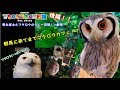 【フクロウ】フクロウと一人一羽旅!in群馬 後編