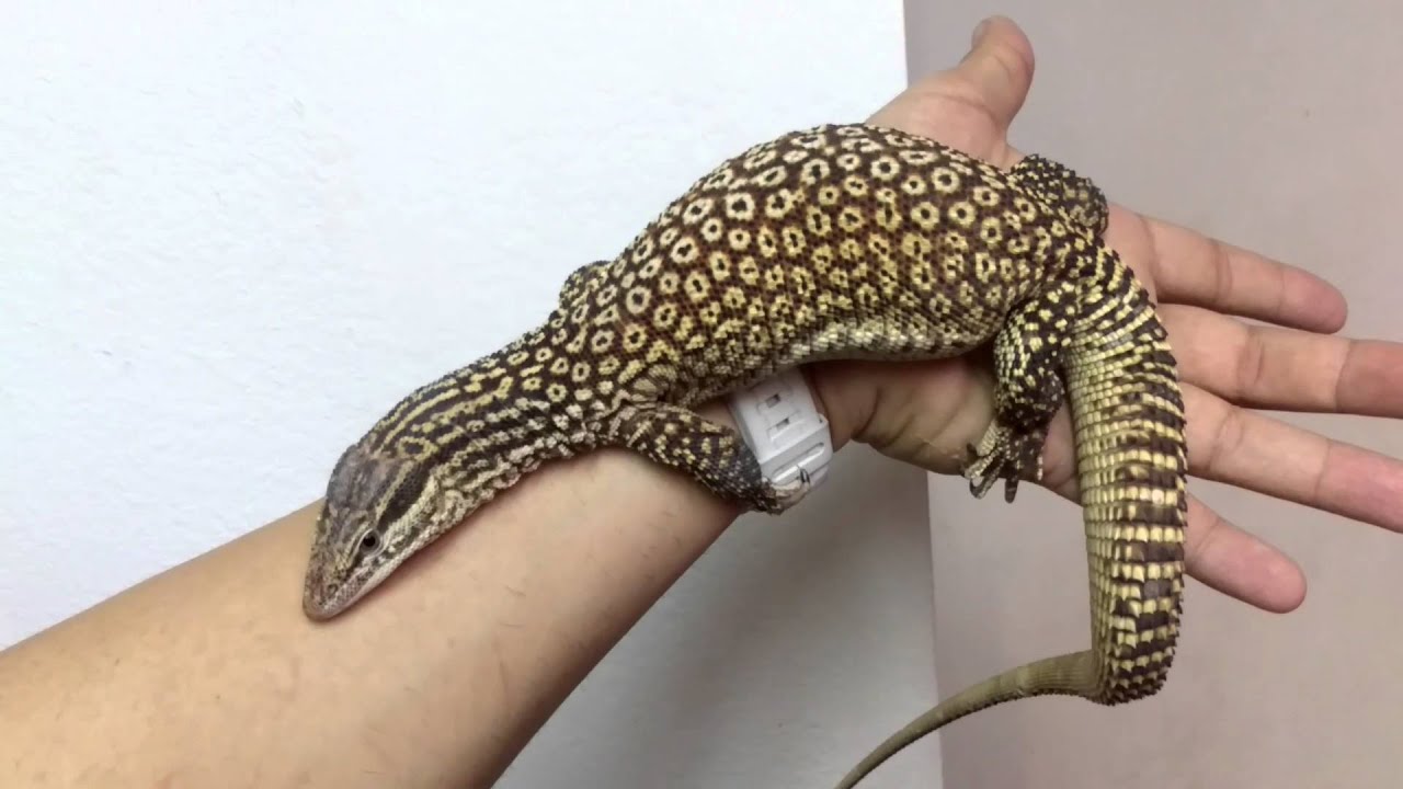 Large Male Ackie Monitor