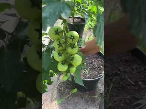 Wideo: Co to jest mały liść pomidora: dowiedz się o chorobie małego liścia u pomidorów