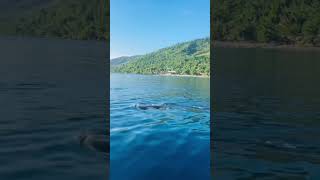 #whaleshark #whalewatching #whales