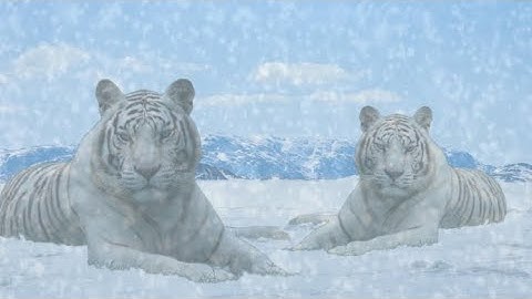 Lud and Zallen, King’s pets (sl1/CoC/no hit/roll/block/parry)