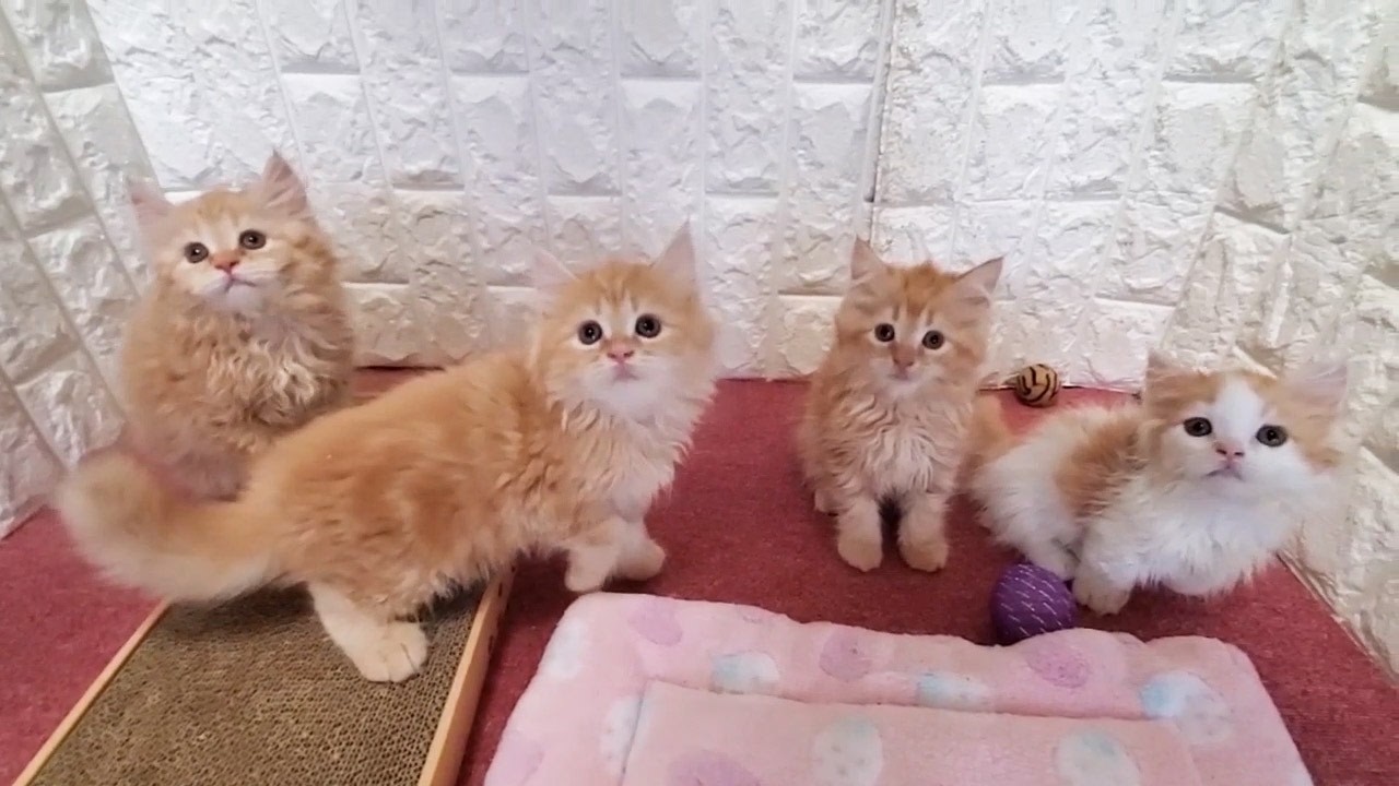yofugetu 22cm ねこさんとちびあひるさん YouTube