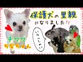 ブリーダーに飼育放棄された保護犬チワワの里親になりました！！さっそくインコが遊ぶ、うさぎが気に入った！？　Chihuahua　Protection dog