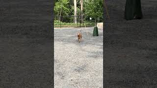 New tricks everyday 😃 #fetch #fyp #shorts #puppies #playtime