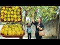 Sweet star fruit collecting - My brother ask me to make star fruit drink for him - Seafood fry rice