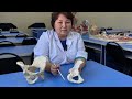 Анатомия костей тазового пояса