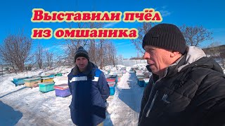 РАННЯЯ ВЫСТАВКА ПЧЕЛОСЕМЕЙ ИЗ ОМШАННИКА, как МЫ ДЕЛАЕМ, КАКИЕ ПЛЮСЫ В ЭТОМ. 2Часть.