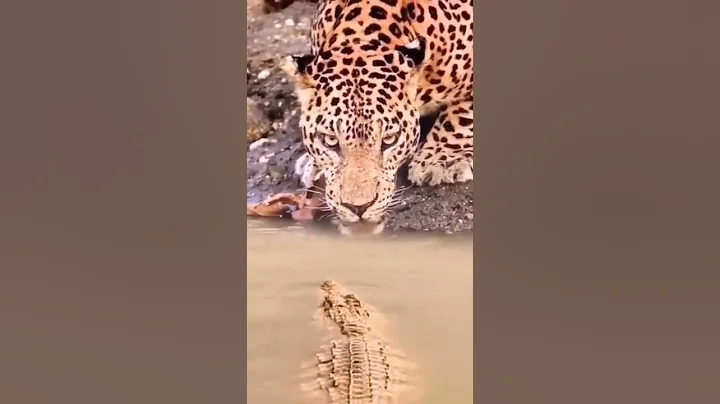Crocodile 🐊 vs Cheetah 🐆  #crocodile #shorts  #viral