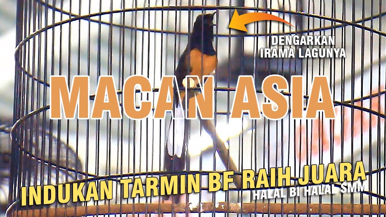 Murai Batu MACAN ASIA Irama Lagu Cigunnya Jelas Indukan Tarmin murai-batu-macan-asia-irama-lagu-cigunnya-jelas-indukan-tarmin