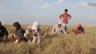 Yurtbeyli Türküleri