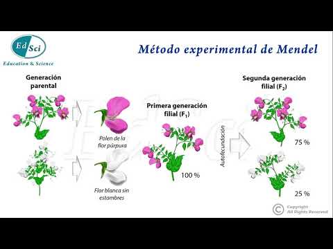 Video: ¿Cuáles fueron los pasos del experimento de Mendel?