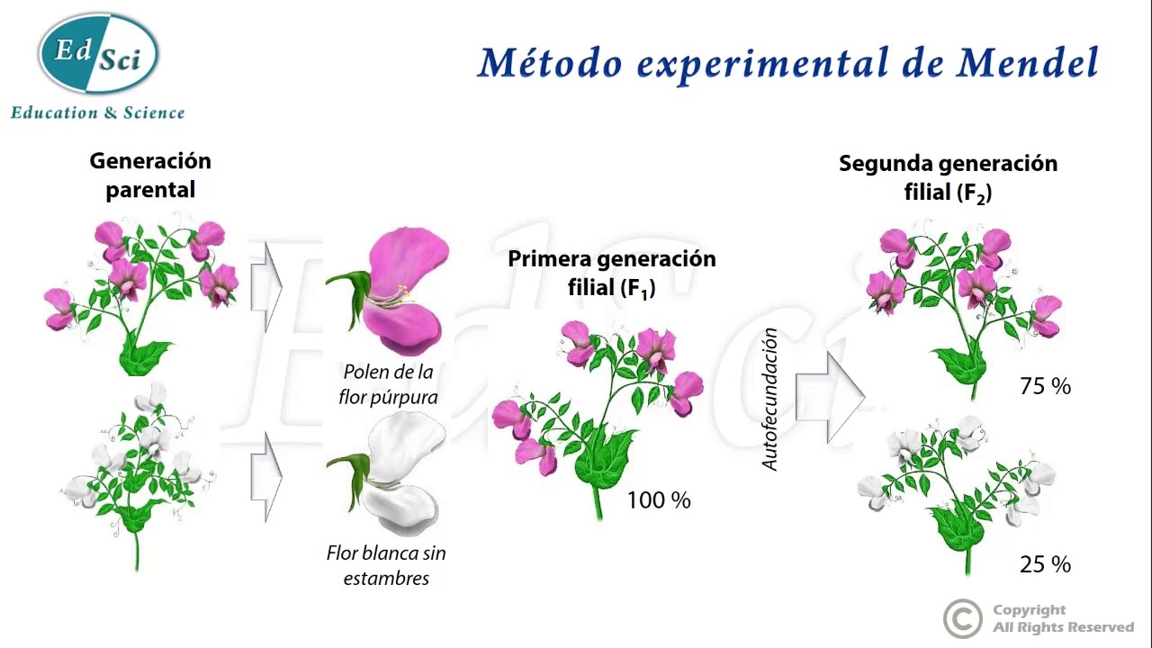 Genética Mendeliana Experimentos De Mendel 👈🏻😉💯🔝 Youtube