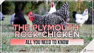 The Plymouth Rock Chicken All You Need To Know