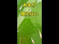 メダカ飼育者の末路