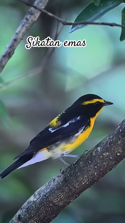 sikatan emas #birds #thebirdsonggroup #burung #birdsong #kicaumania