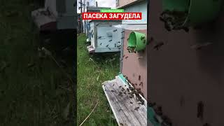 ПАСЕКА загудела! ПЧЕЛОВОДСТВО! #пчеловодство #улей #nature