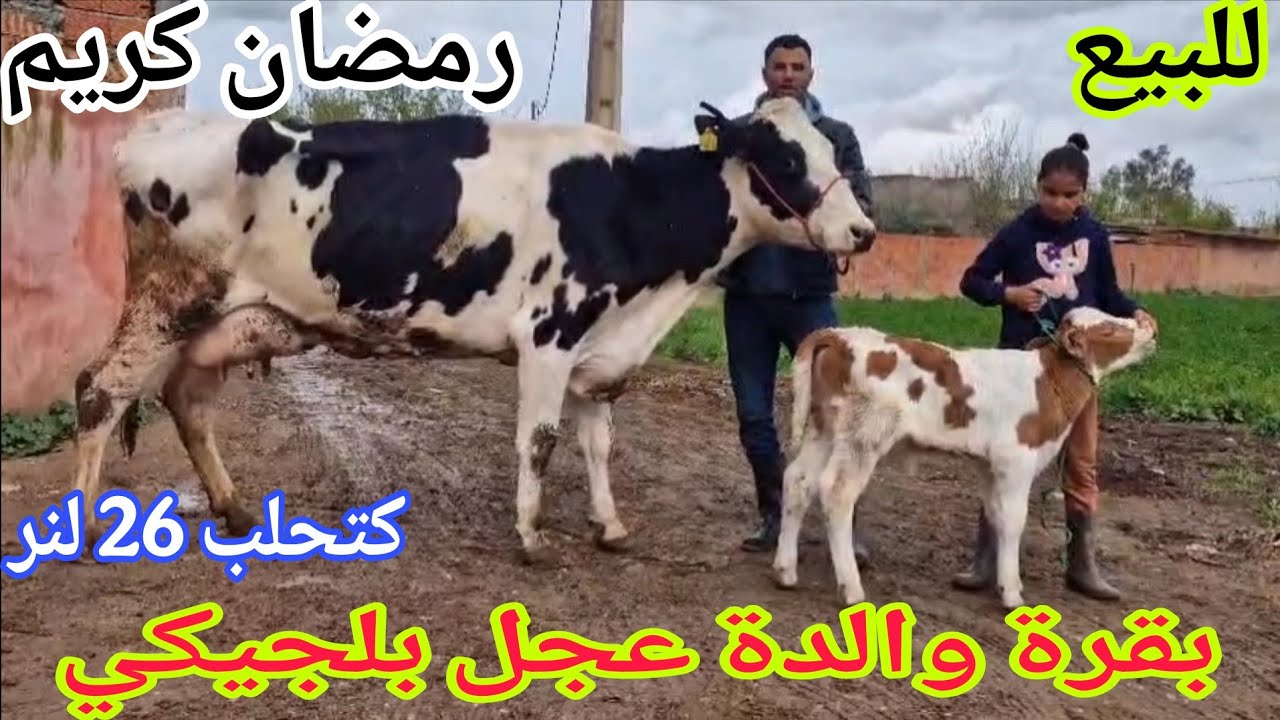 تباااارك الله💫 بقرة والدة عجل بلجيكي مليح🌟 إتصل 06.67.49.08.31📞 ألو سي قاسم نواحي الغرب🇲🇦 