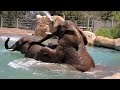 Giant Elephants Swimming