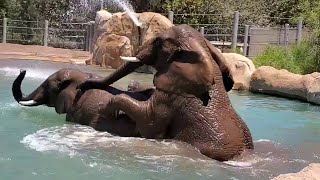 Giant Elephants Swimming