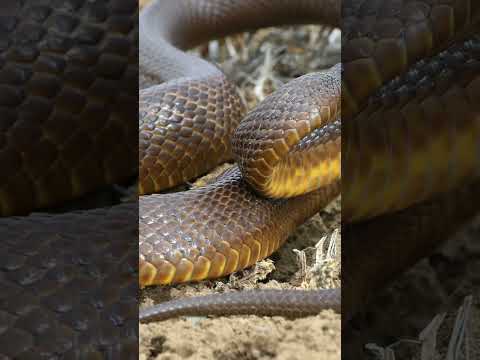 ভিডিও: আলবুকার্ক, নিউ মেক্সিকোতে শীর্ষ রেস্তোরাঁ