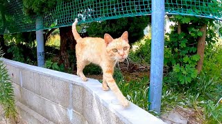 塀の上を歩いてモフられに来る茶トラ猫がカワイイ