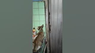kucing menangkap cicak