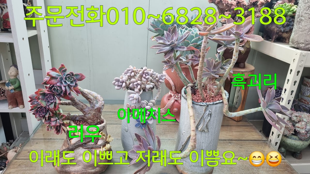 (26.2.28.토)분갈이해놓고 뿌리내리기 기다리고 이뻐지기 기다리고 기다림의 연속~😆😁