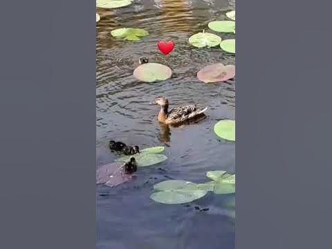 Уточки на озере.#утки #дача - YouTube