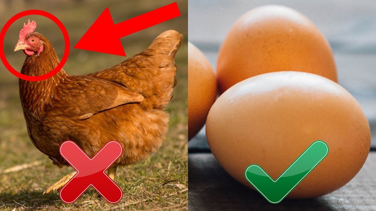 Co bylo první vejce nebo slepice?