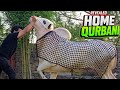 Crown Jan - Home Qurbani 2026 - Fateh Jang Bulls 2026 - Cow Mandi 2026 - Bakra Mandi 2026