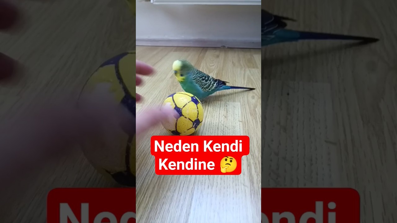 Kuşlar Neden Kendi Kendine Konuşur? 🐦#Kuşlar #KendiKendineKonuşma #MuhabbetKuşu #HayvanDavranışı